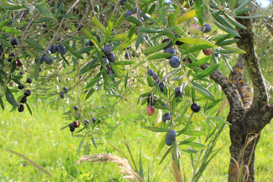 How We Harvest Our Olive Trees