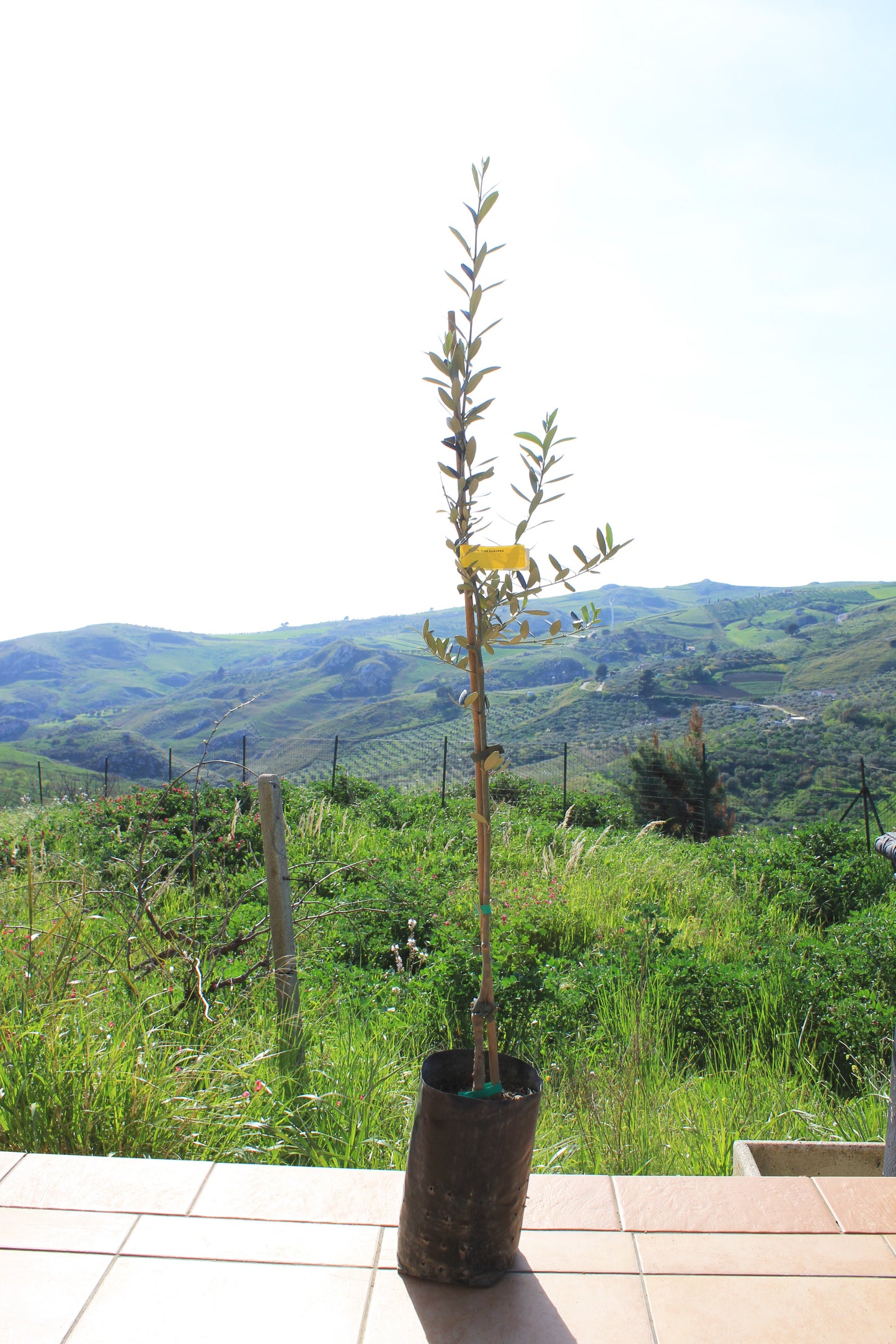 Young olive tree with a scenic landscape in the background