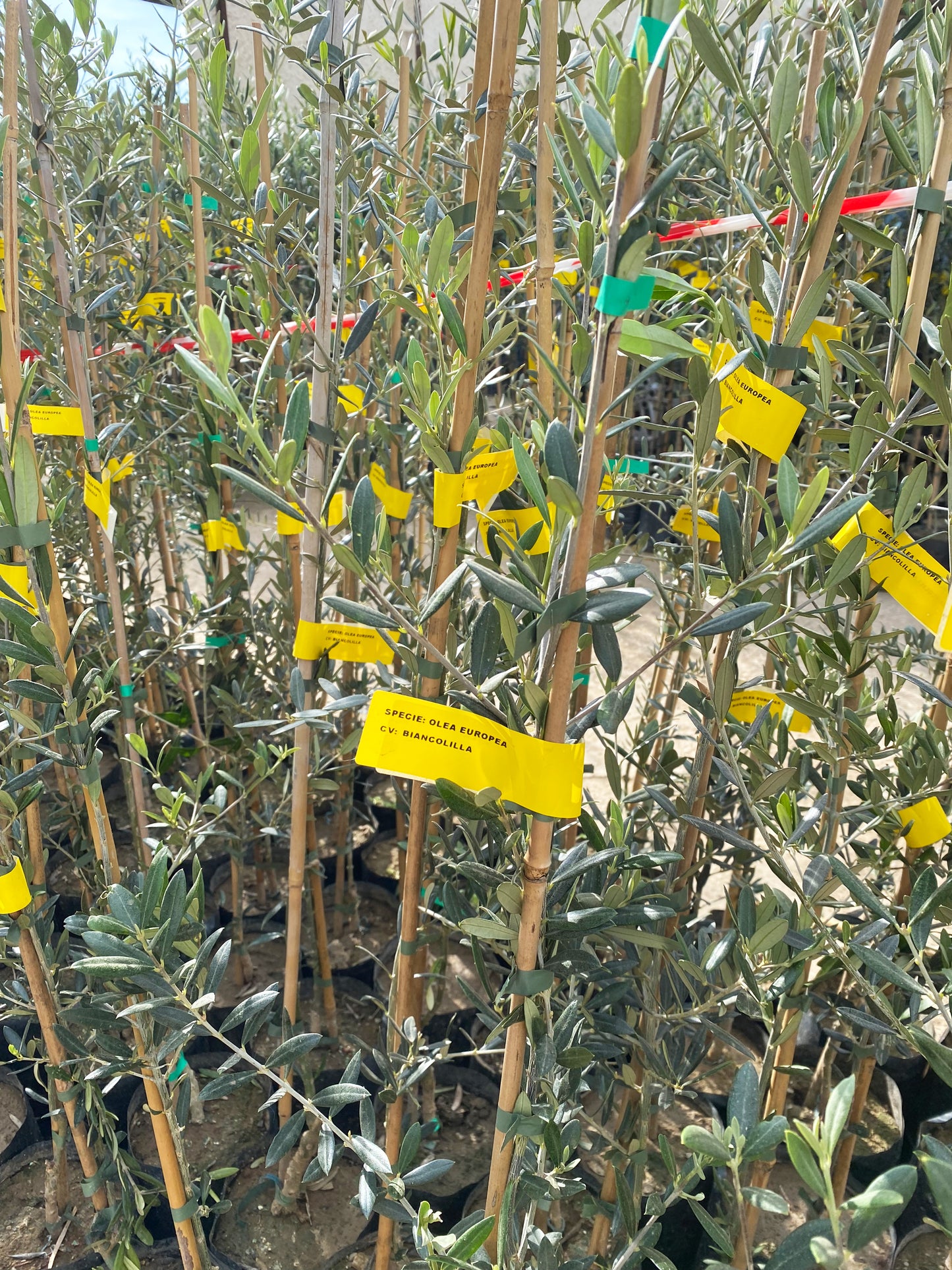 Olive Tree Membership 🌳 1 Tree Planted + Annual EVOO Delivery