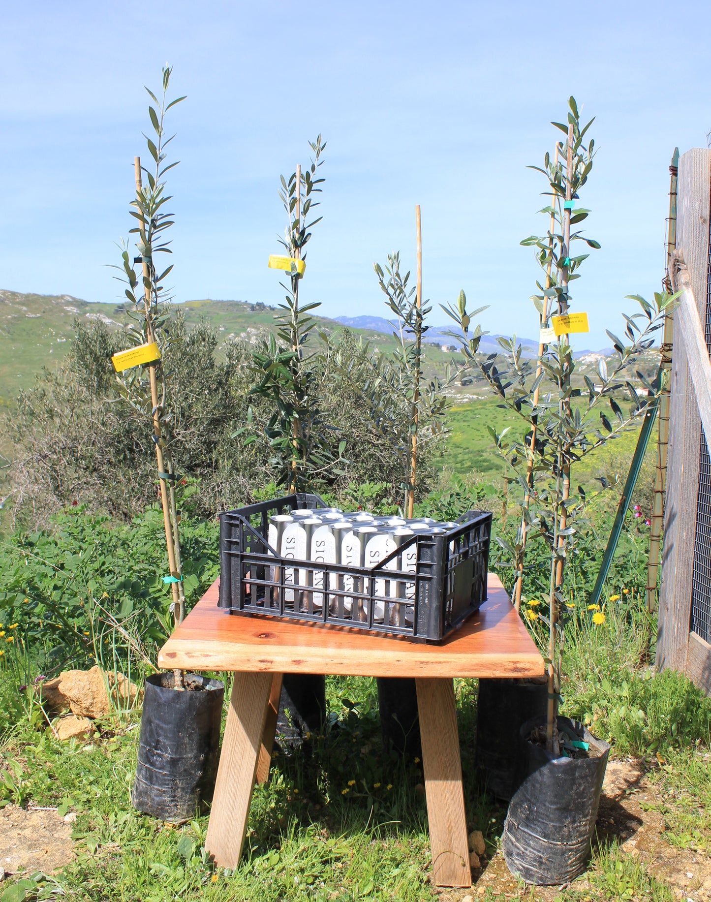 Olive Tree Membership 🌳 50 Trees Planted + Annual EVOO Delivery
