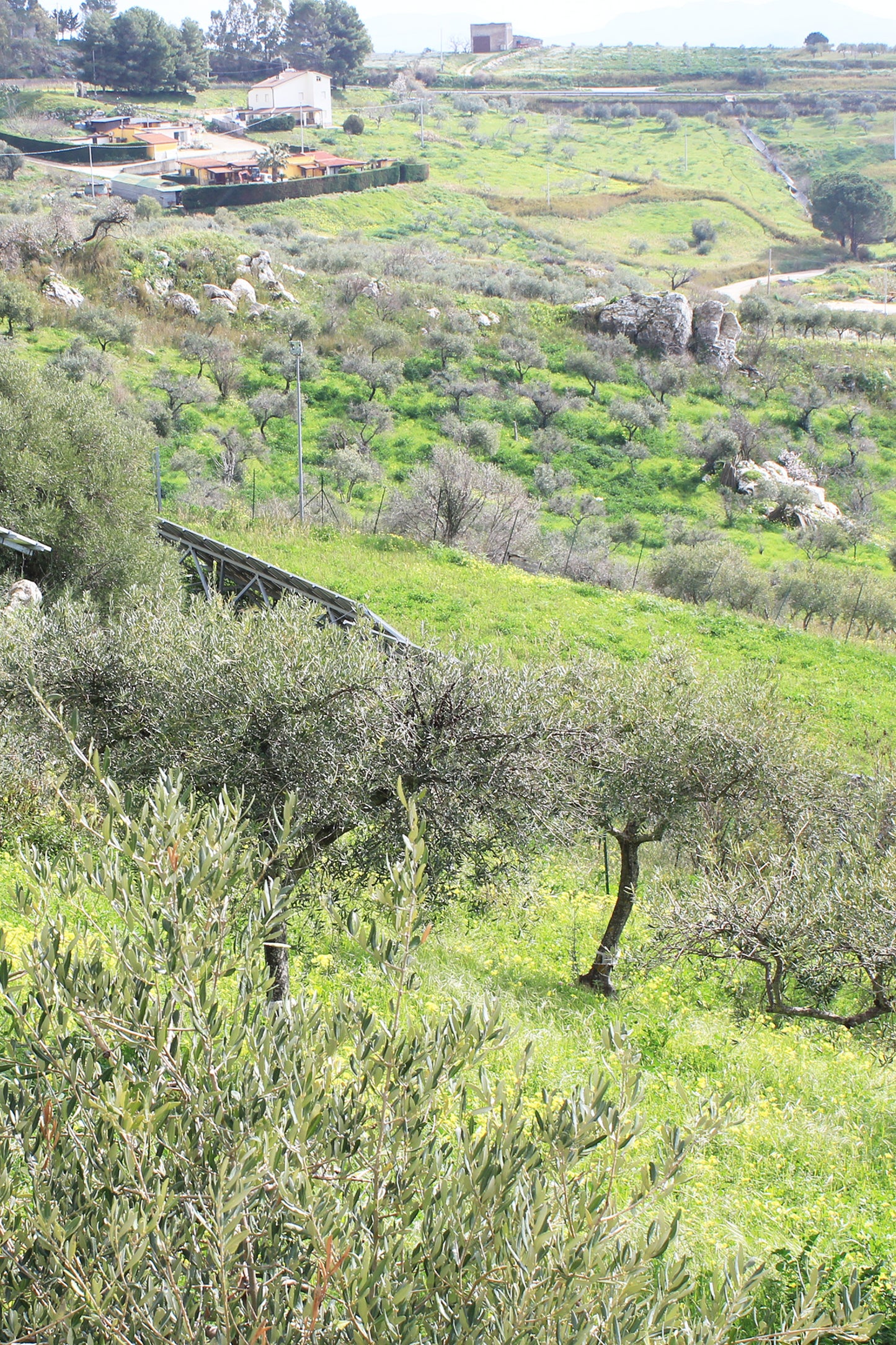 Olive Tree Membership 🌳 10 Trees Planted + Annual EVOO Delivery
