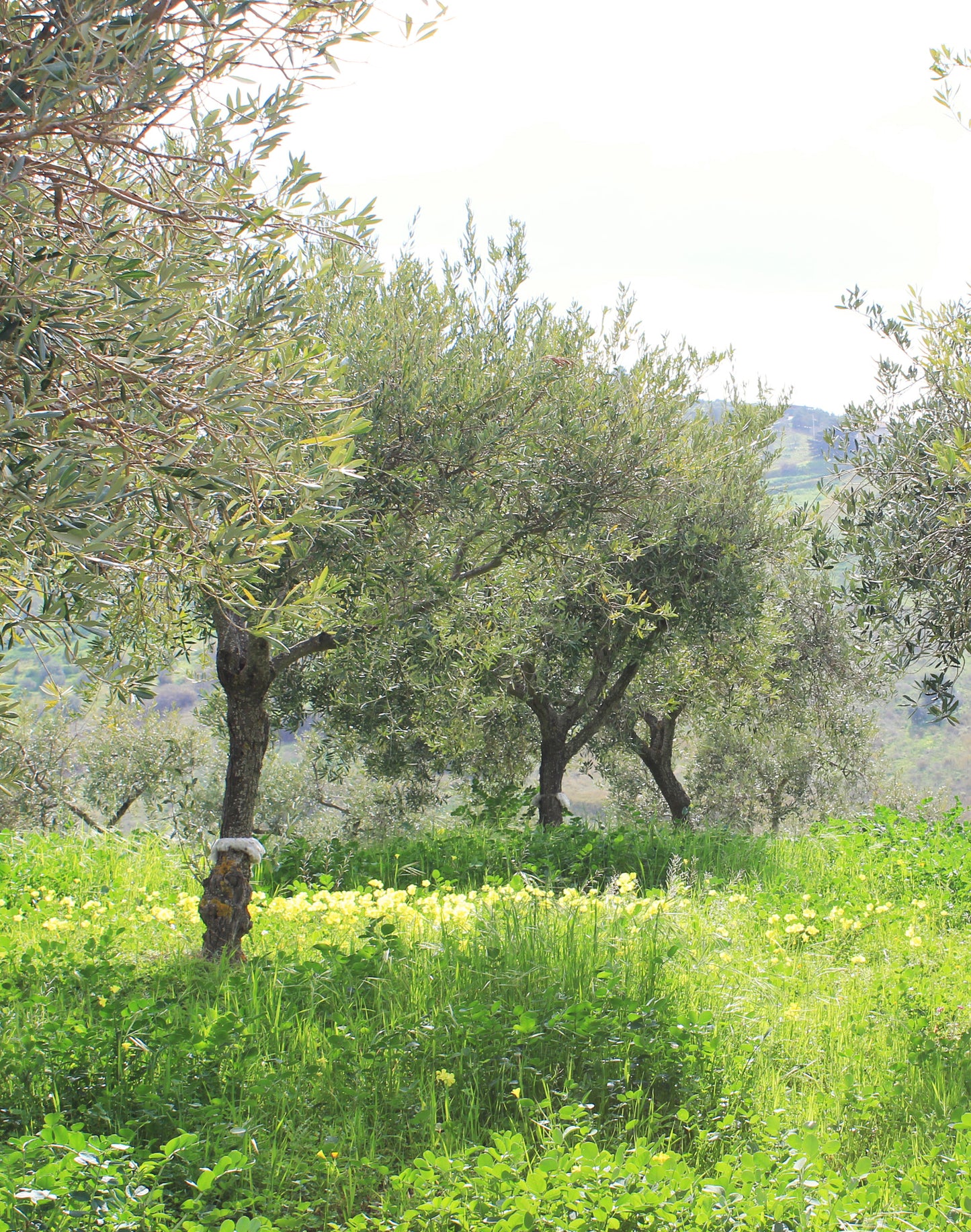 A light, bright scene of an olive grove with lots of growing flowers and tall grass surrounding the base of the olive trees.
