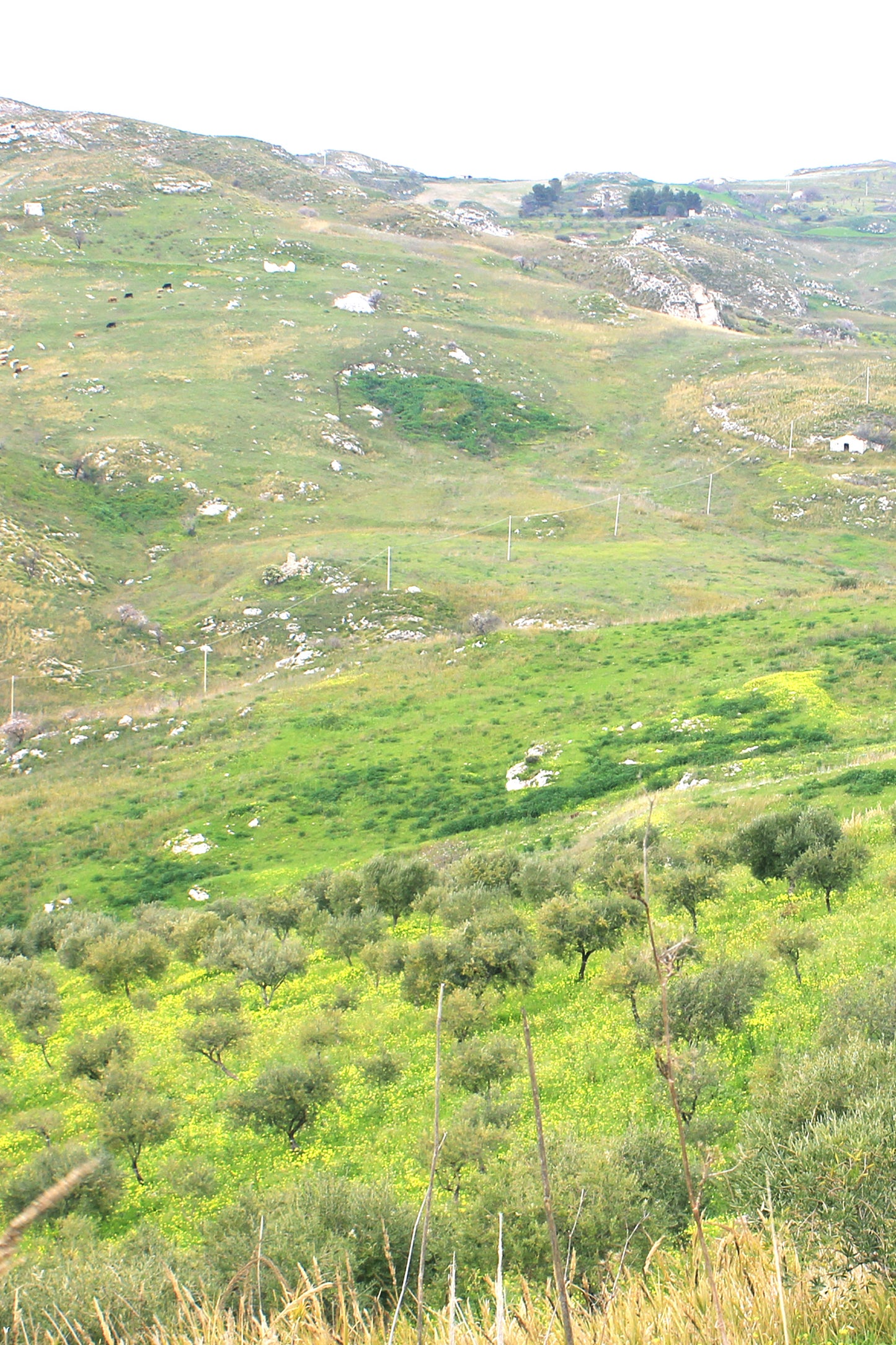 Olive Tree Membership 🌳 50 Trees Planted + Annual EVOO Delivery