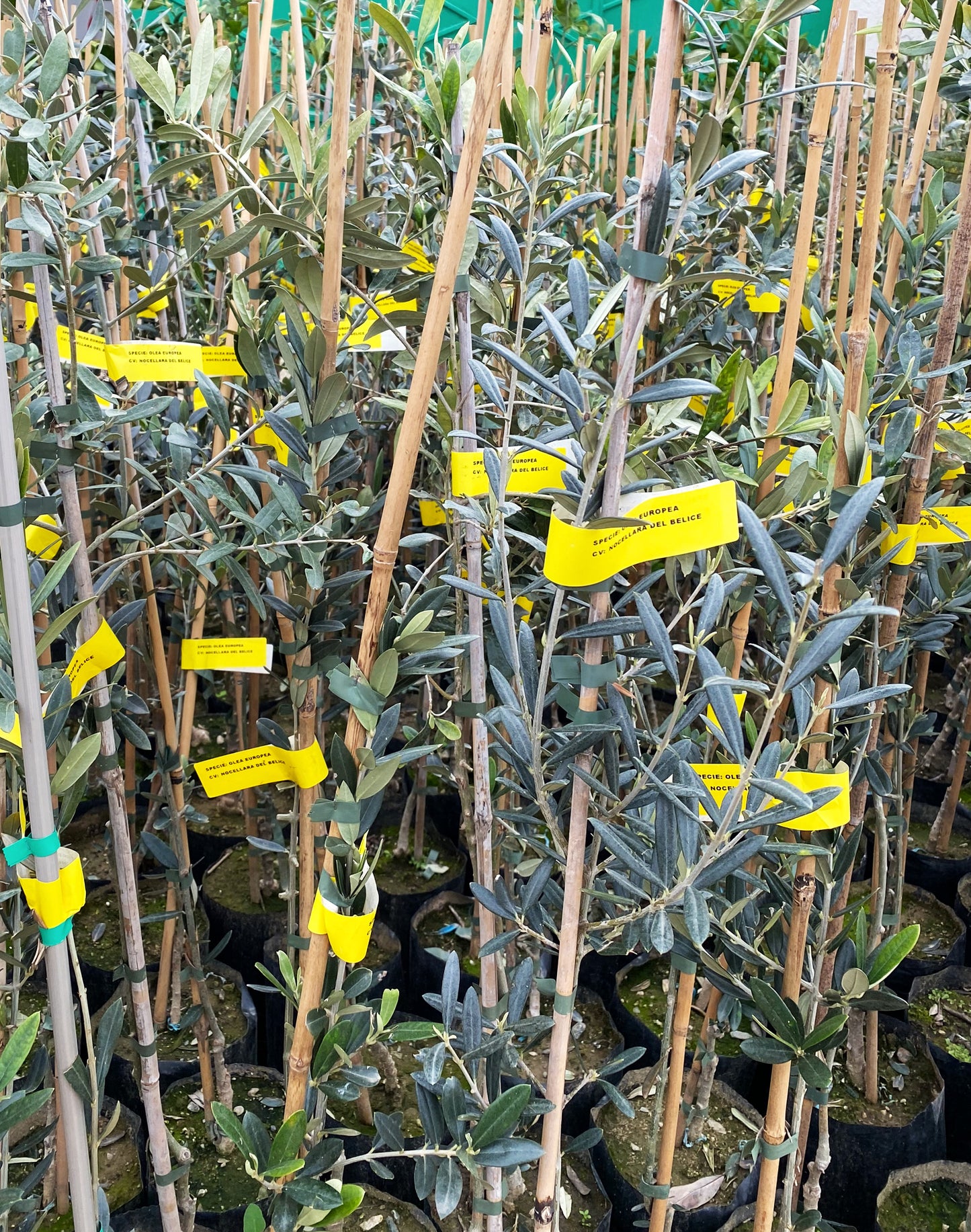 Close-up of lots of Nocellara del Belice olive tree saplings with yellow ID tags and bamboo poles.