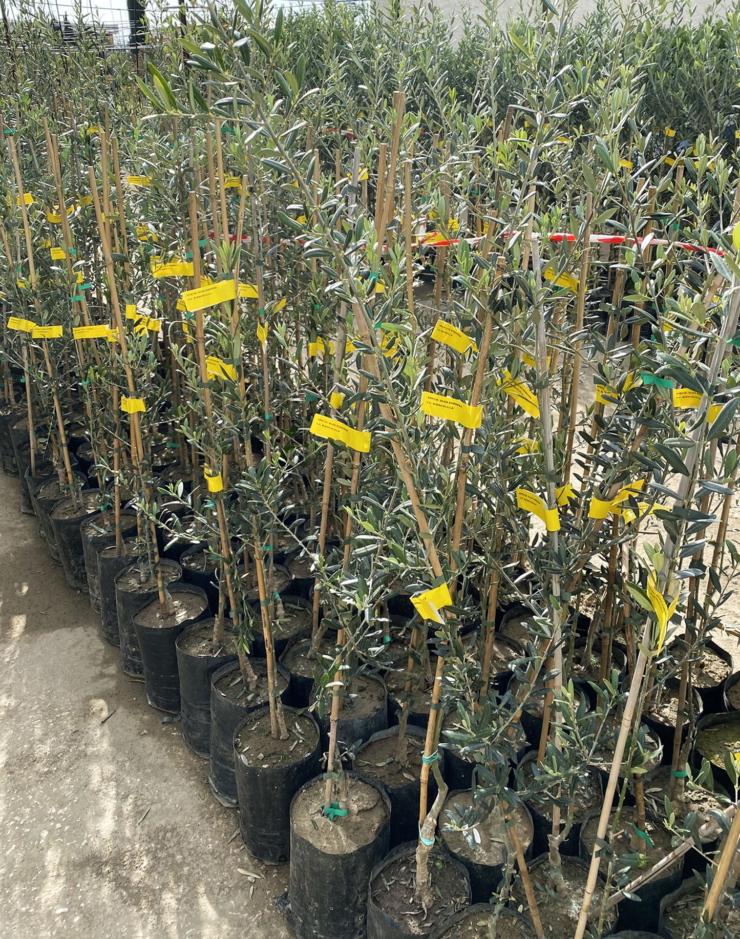 Rows of young olive trees with yellow plant labels at Sicilian plant nursery