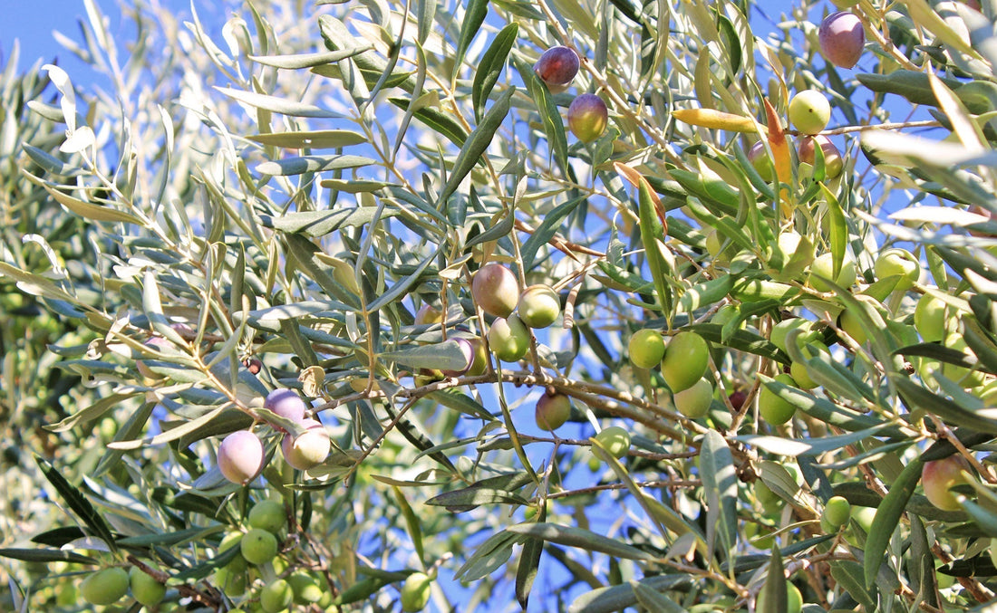 How We Harvest Our Olive Trees