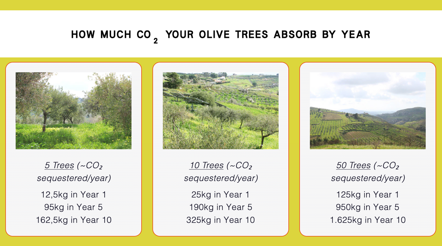 Infographic showing CO2 absorption by olive trees with images and text.