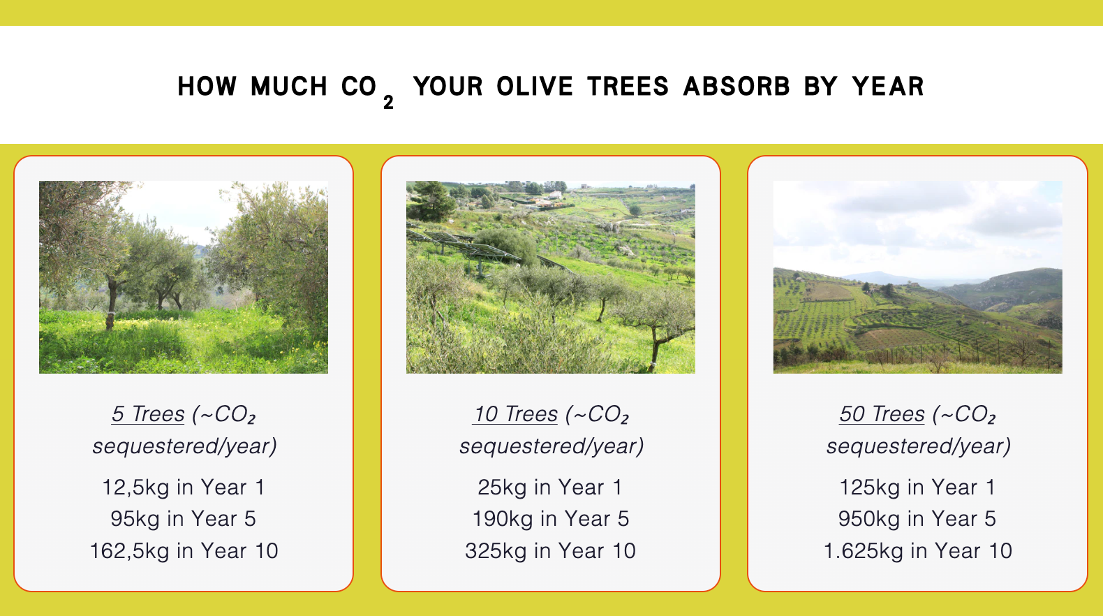 Infographic showing CO2 absorption by olive trees with images and text.
