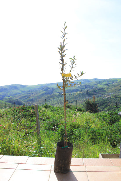 Young olive tree with a scenic landscape in the background