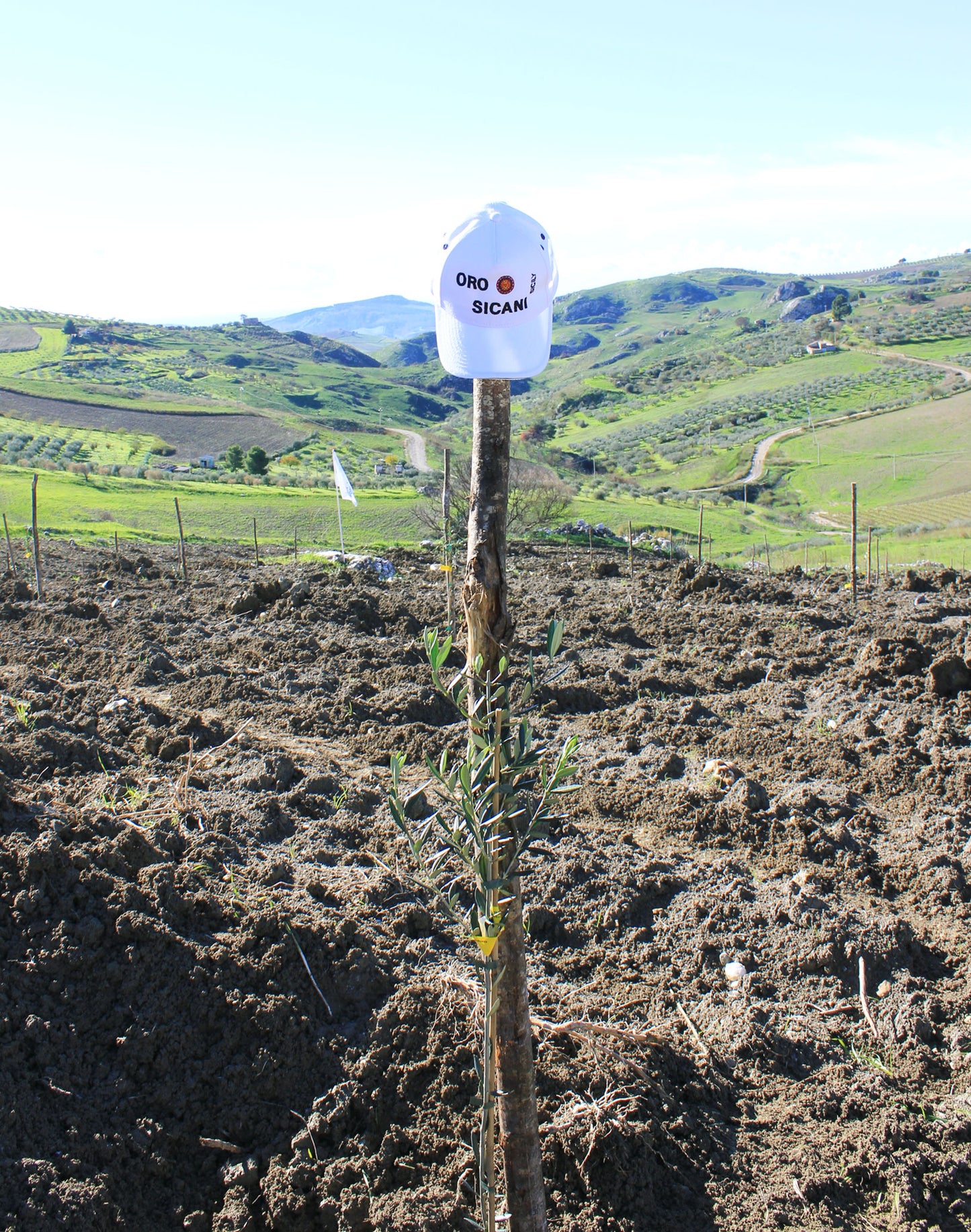 Sponsor an Olive Tree for 12 Months!