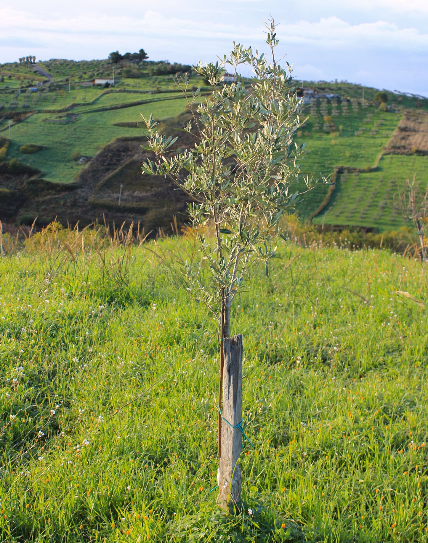 'Just Landed' Bundle: Sicilian EVOO + Olive Tree Sponsorship