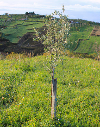 'Just Landed' Bundle: 4 Bottles of 500mL High Polyphenol Sicilian EVOO + Olive Tree Sponsorship