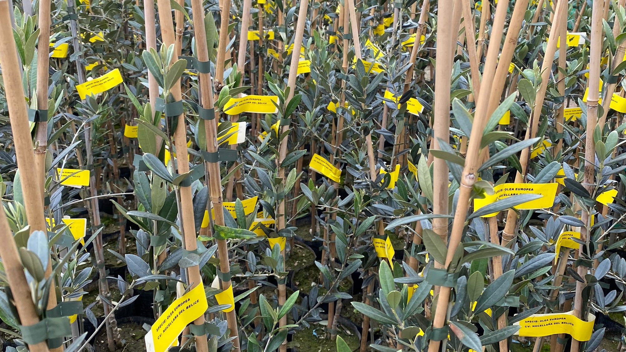 Close-up of lots of Nocellara del Belice olive tree saplings with yellow ID tags and bamboo poles.