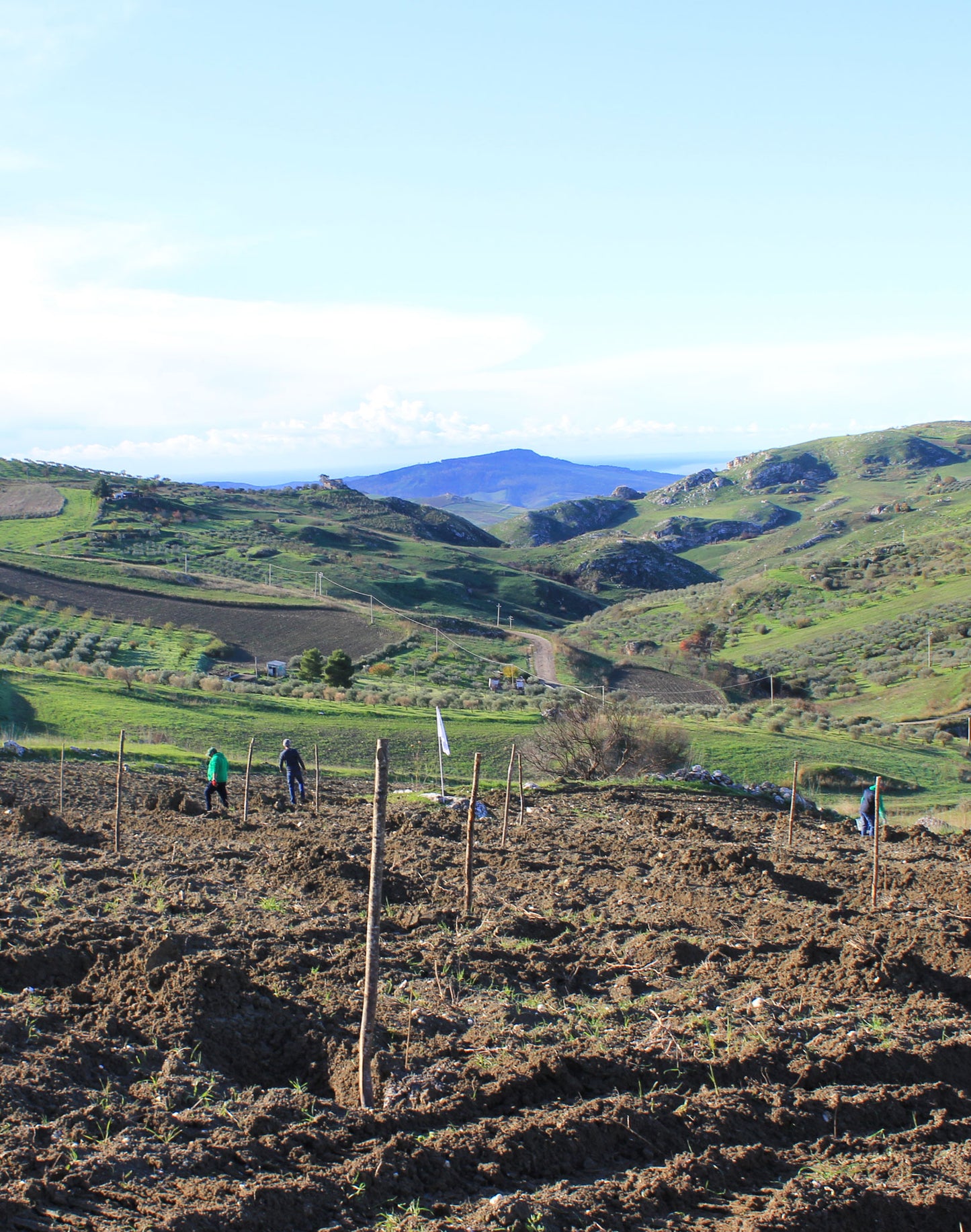 Sponsor an Olive Tree for 12 Months!