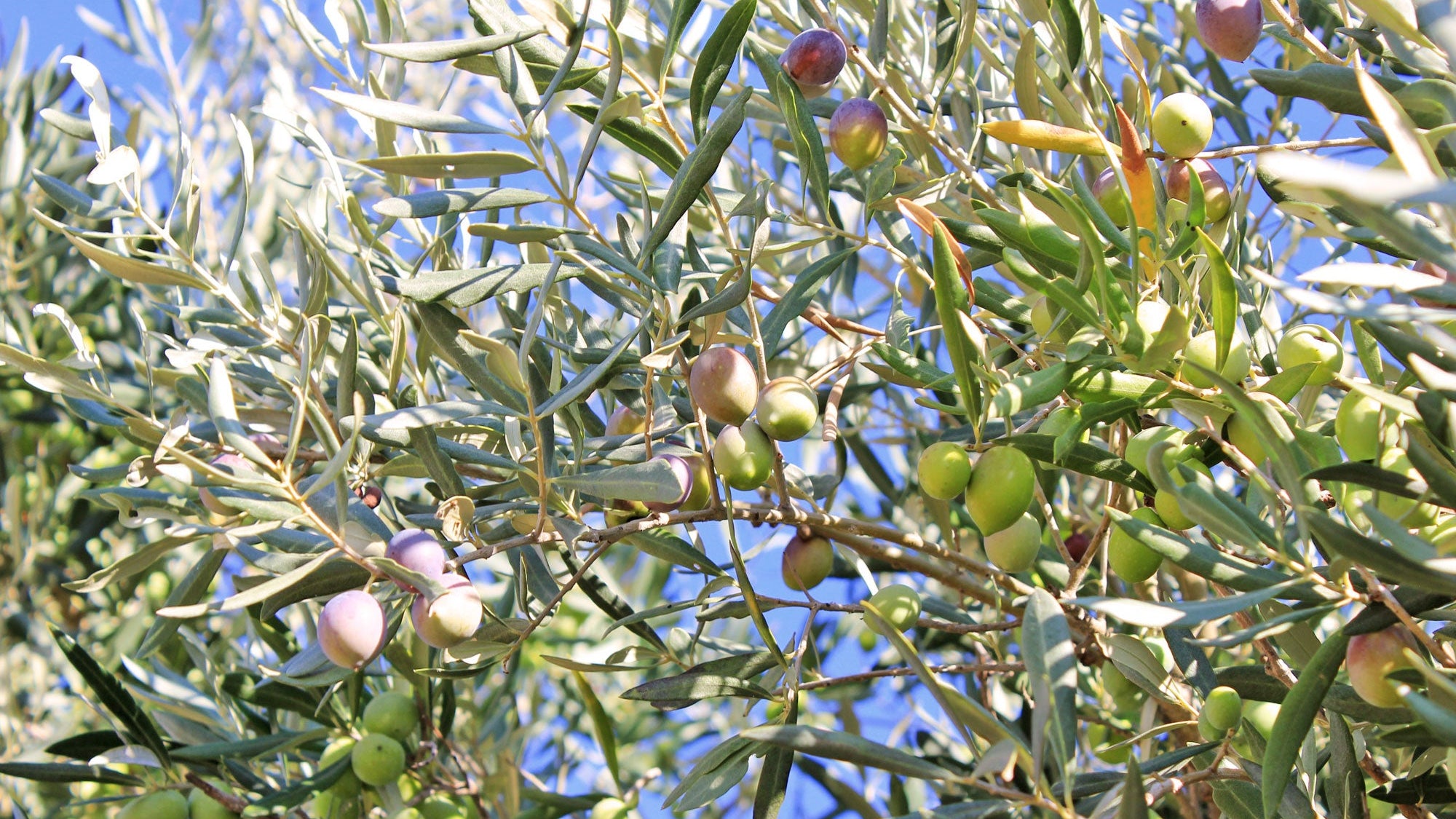 close up of olive tree in sicily, italy, with green and purple olives against a blue sky.
