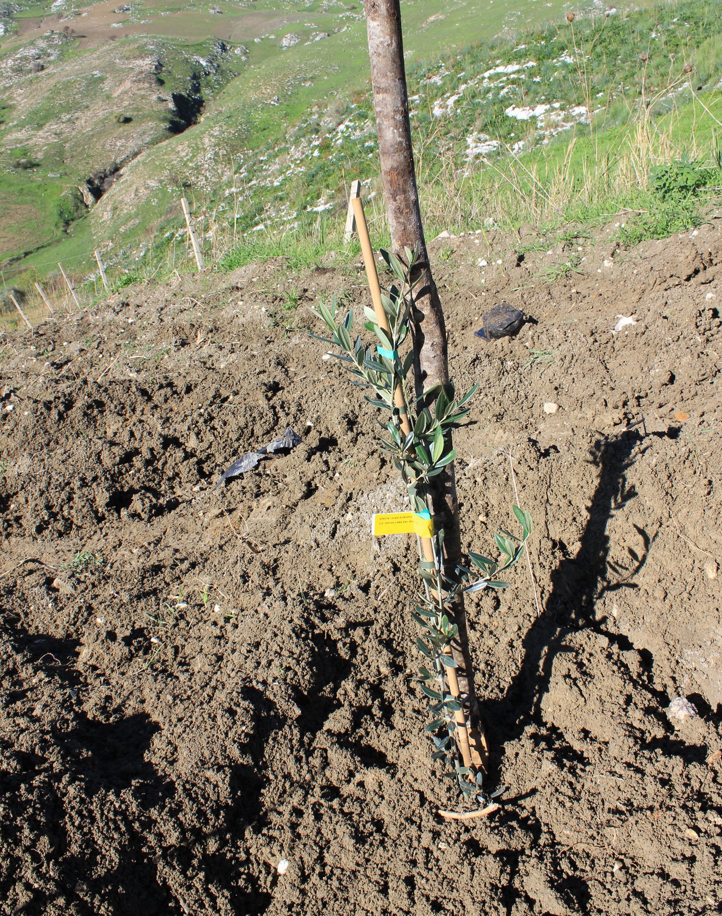 Sponsor an Olive Tree for 12 Months!