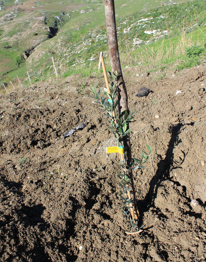 Sponsor an Olive Tree for 12 Months!