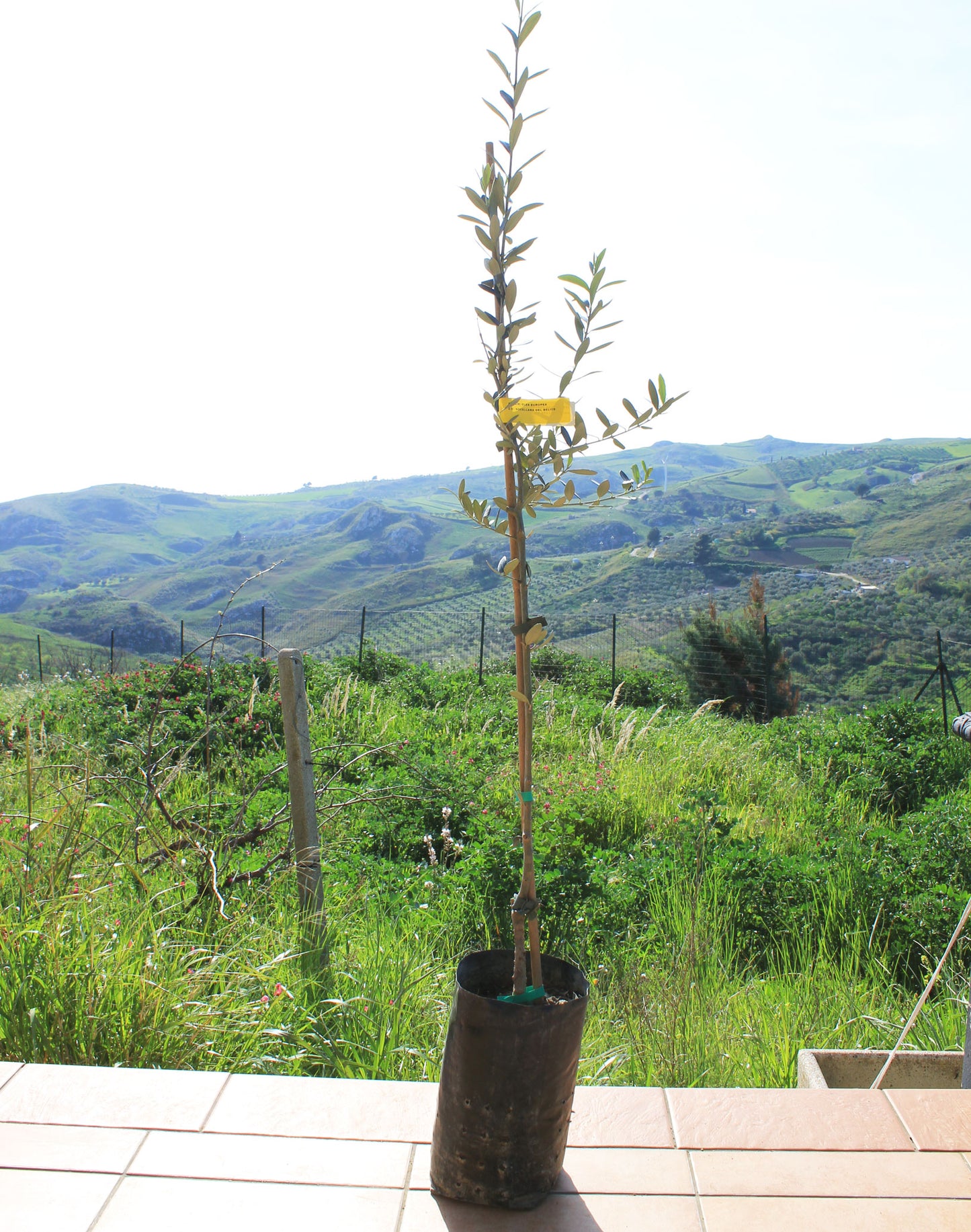 Young olive tree on a paved terrace  ledge with a scenic view of green hills in the background
