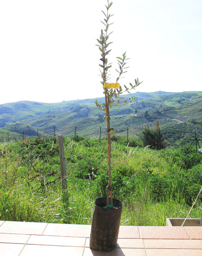 Young olive tree on a paved terrace  ledge with a scenic view of green hills in the background