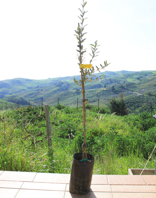 Young olive tree on a paved terrace  ledge with a scenic view of green hills in the background