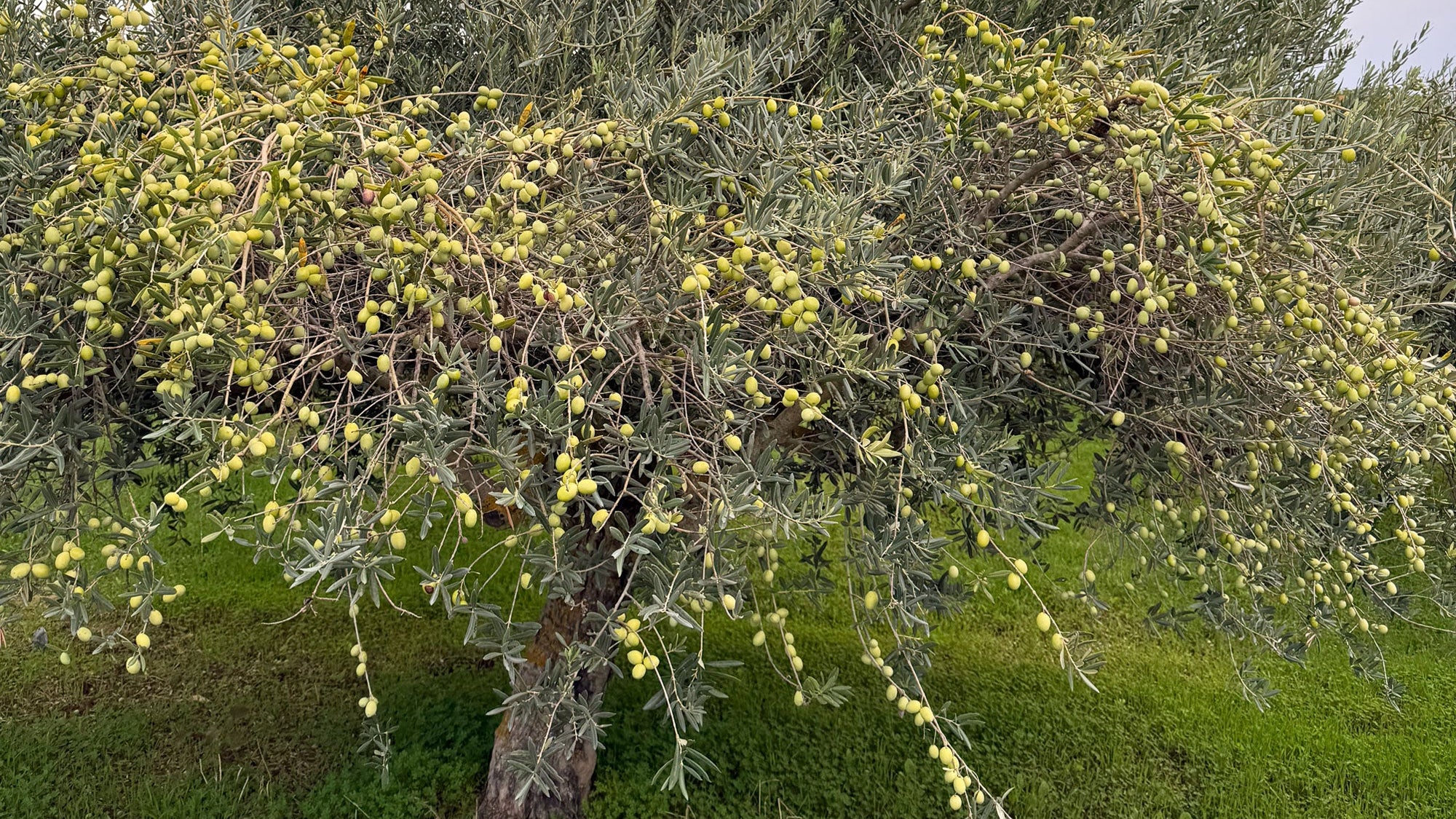 olive tree full of olives and ready for harvesting in sicily, italy