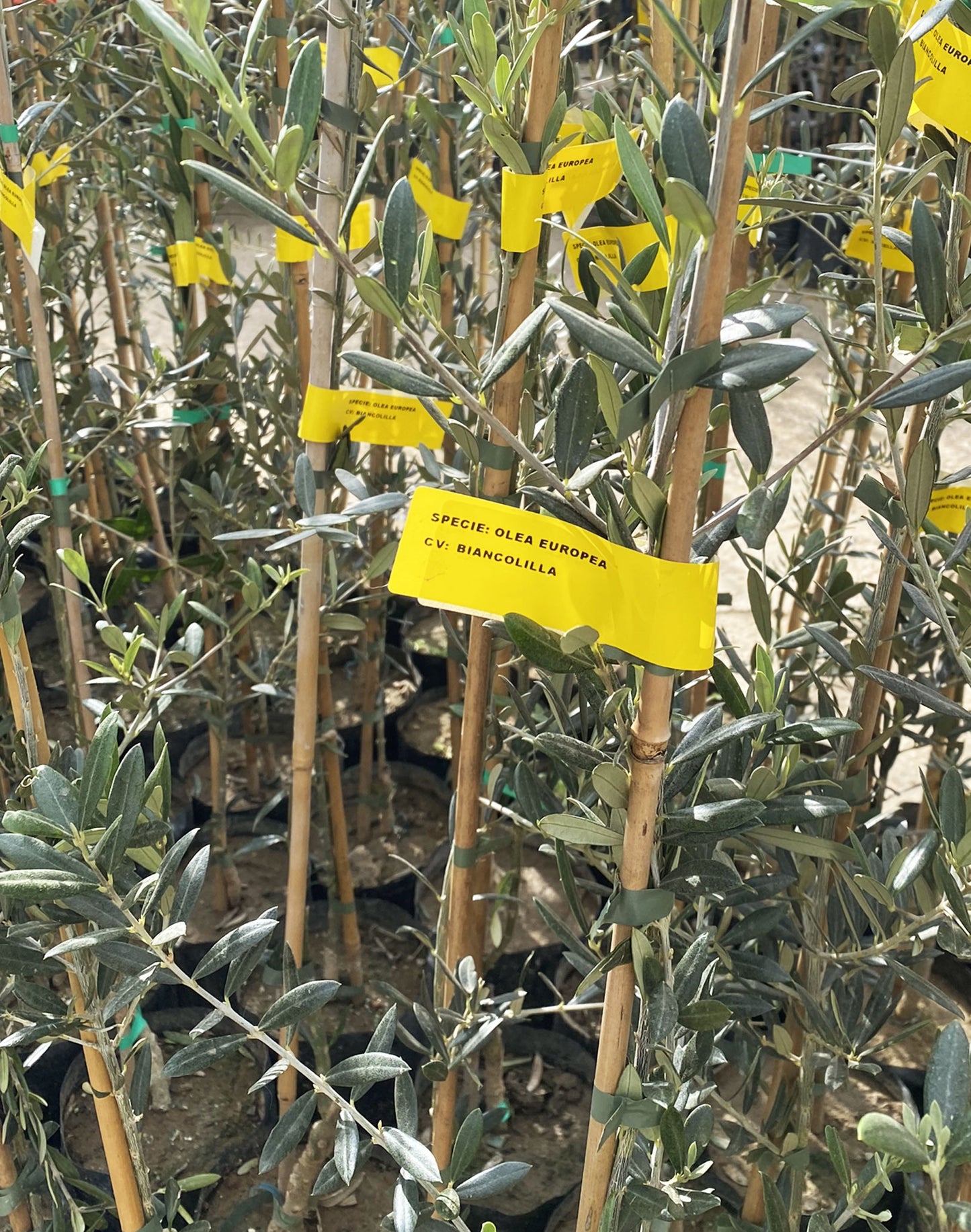 close-up of young biancolilla olive trees with yellow name labels in sicilian plant nursery