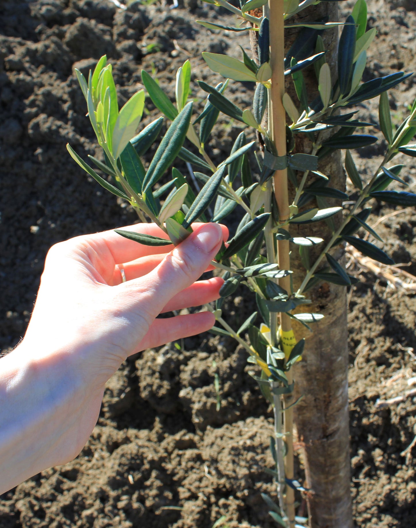 Sponsor an Olive Tree for 12 Months!