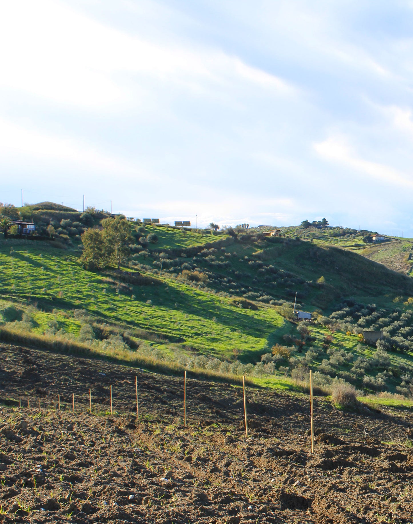 Sponsor an Olive Tree for 12 Months!