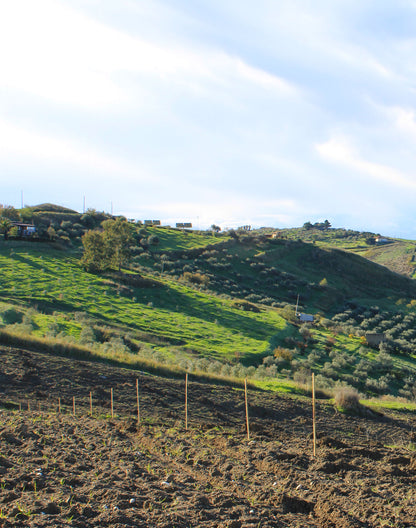 Sponsor an Olive Tree for 12 Months!