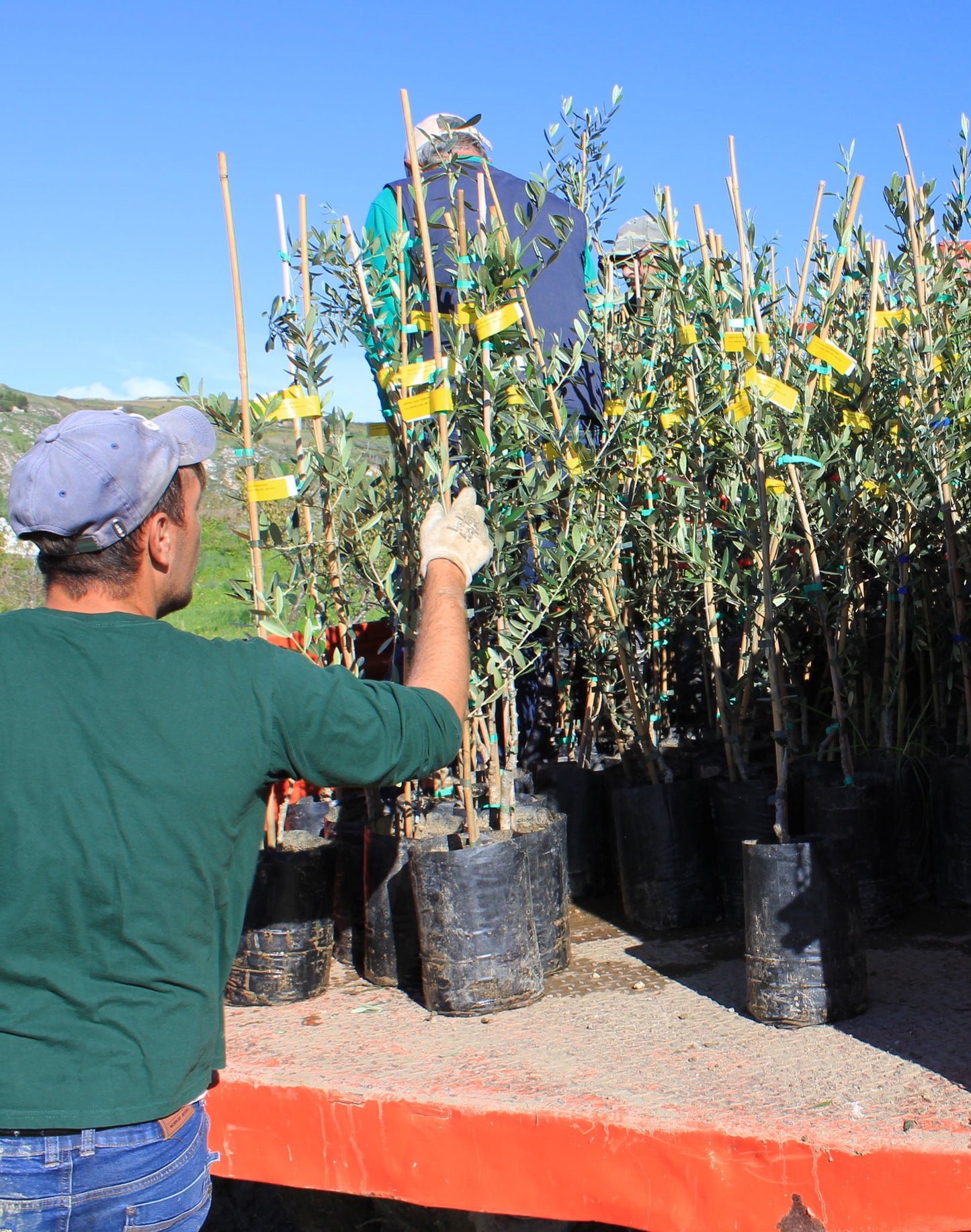 Sponsor an Olive Tree for 12 Months!