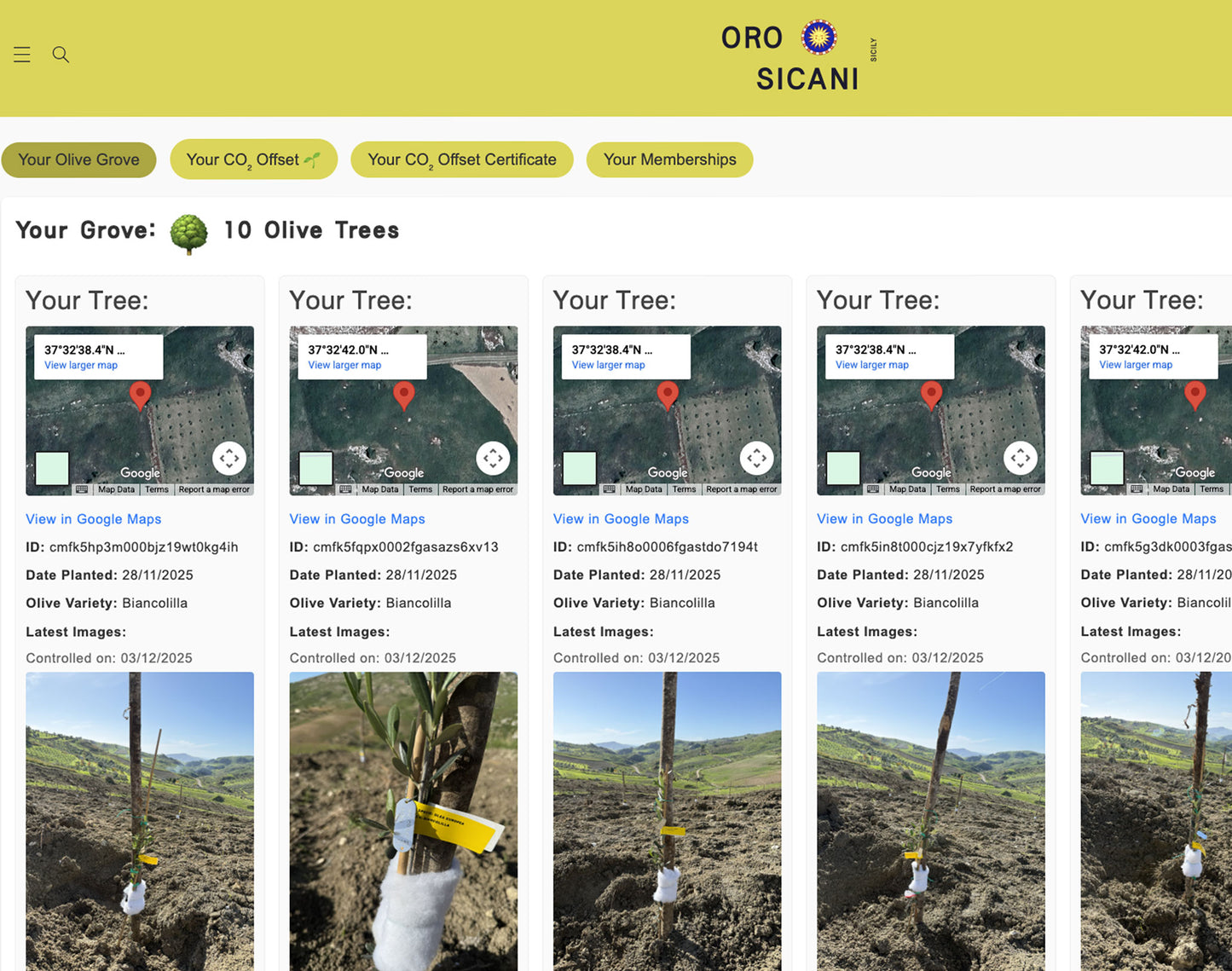 Sponsor an Olive Tree for 12 Months!