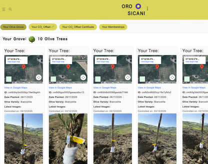 Sponsor an Olive Tree for 12 Months!