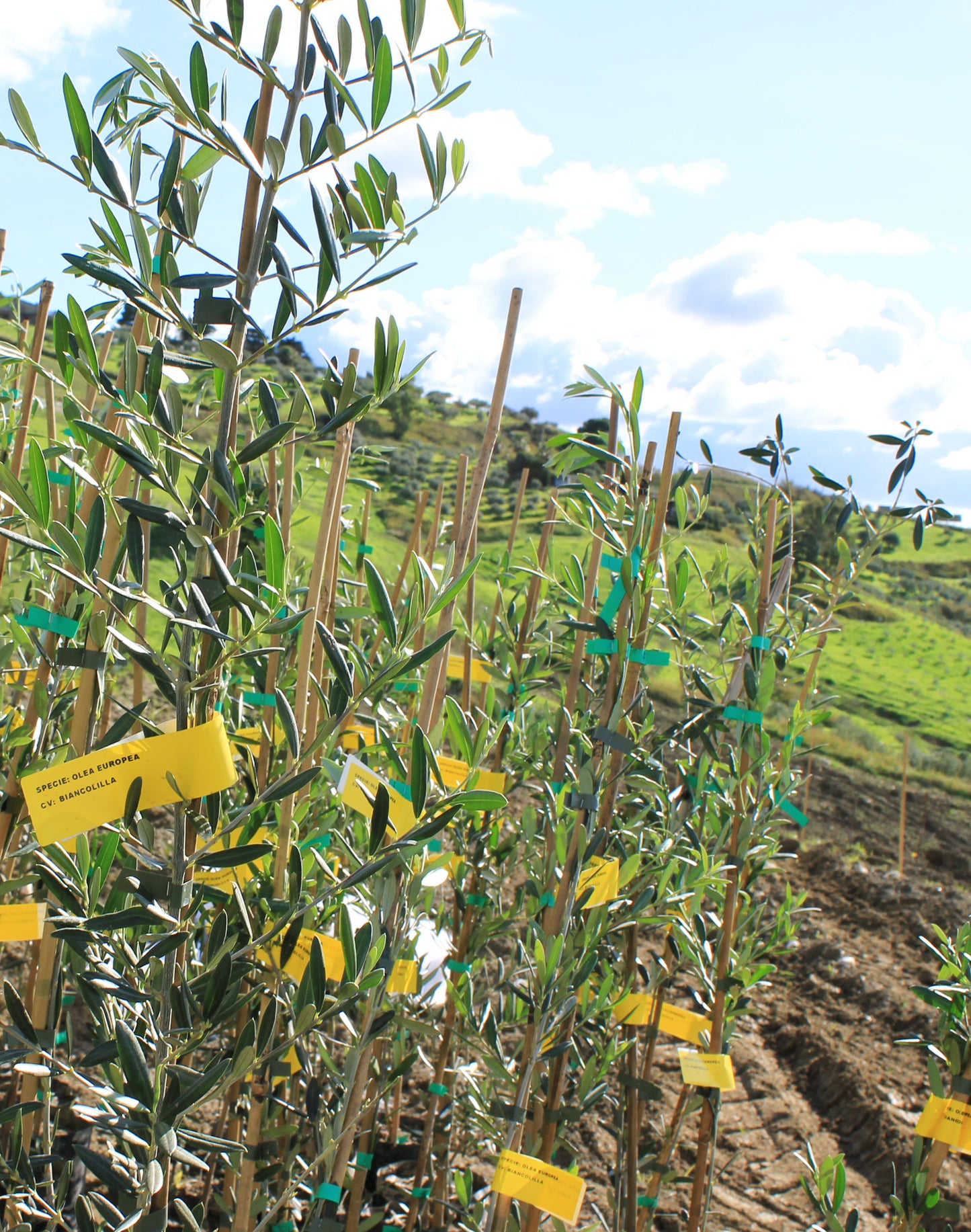 Sponsor an Olive Tree for 12 Months!