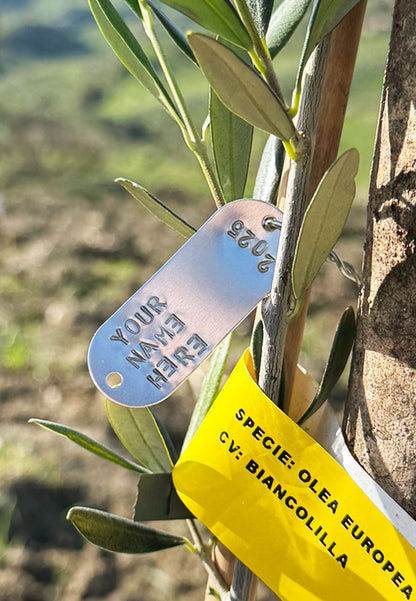 Sponsor an Olive Tree for 12 Months!