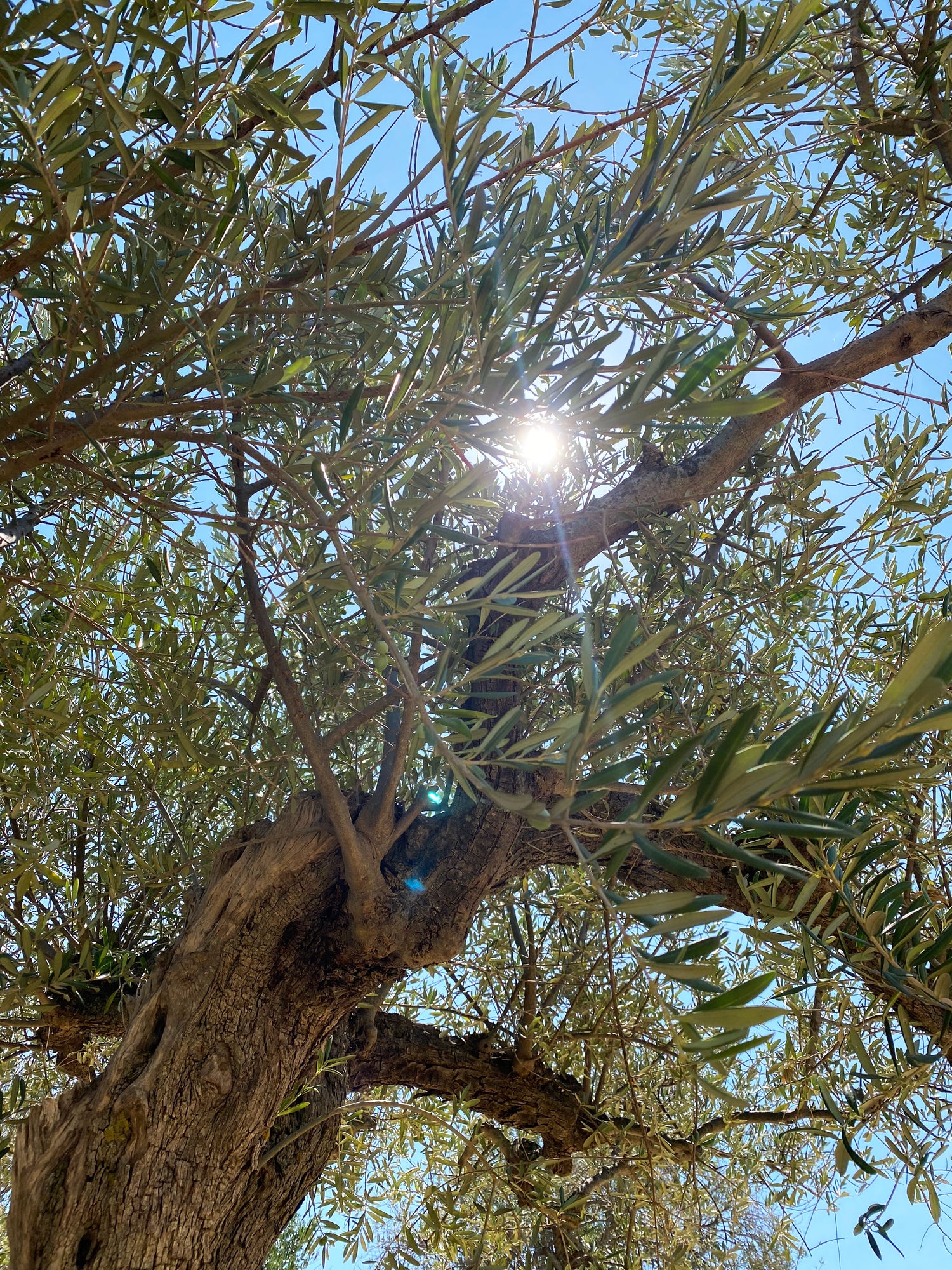 Olive tree with sun shining through the branches against a blue sky
