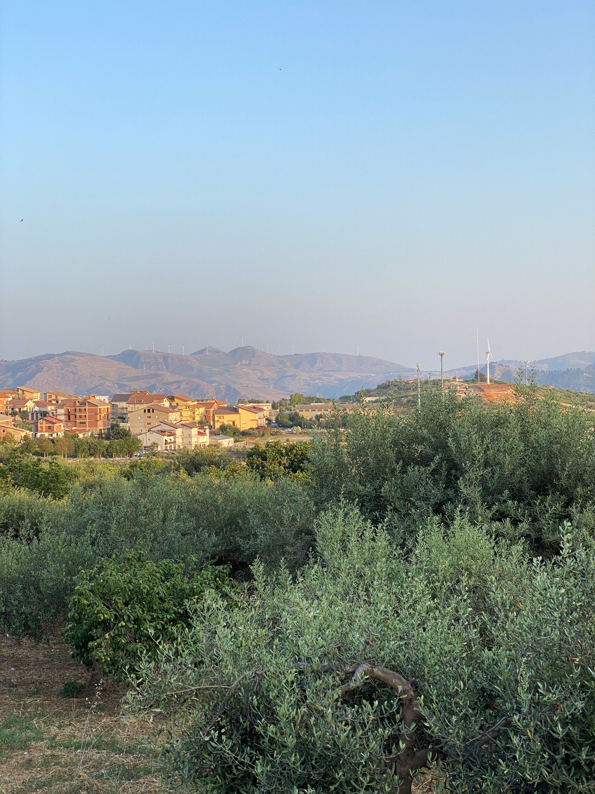 Olive trees in cianciana, sicily with windmills and sicani mountains in the background