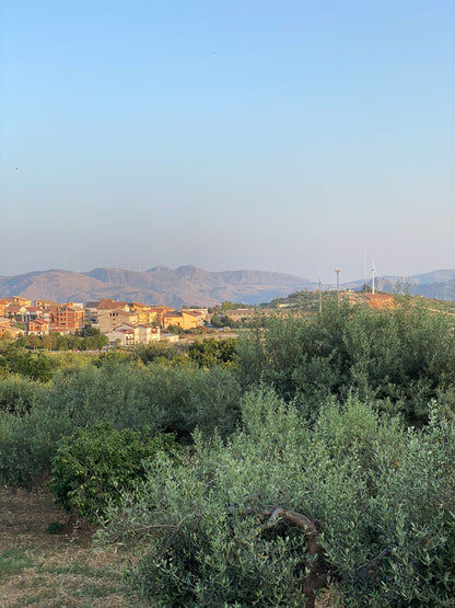 Olive trees in cianciana, sicily with windmills and sicani mountains in the background