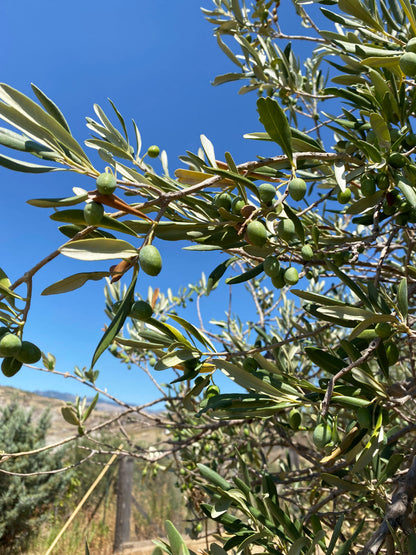 A close up of an olive tree on oro sicani estate with lots of green olives in the foreground and a clear blue sky in the background