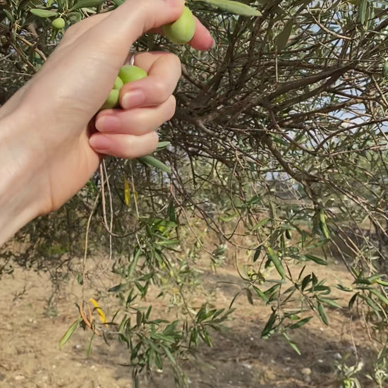 a video of hand-picking olives growing on an olive treen on oro sicani estate and showing them to the camera.