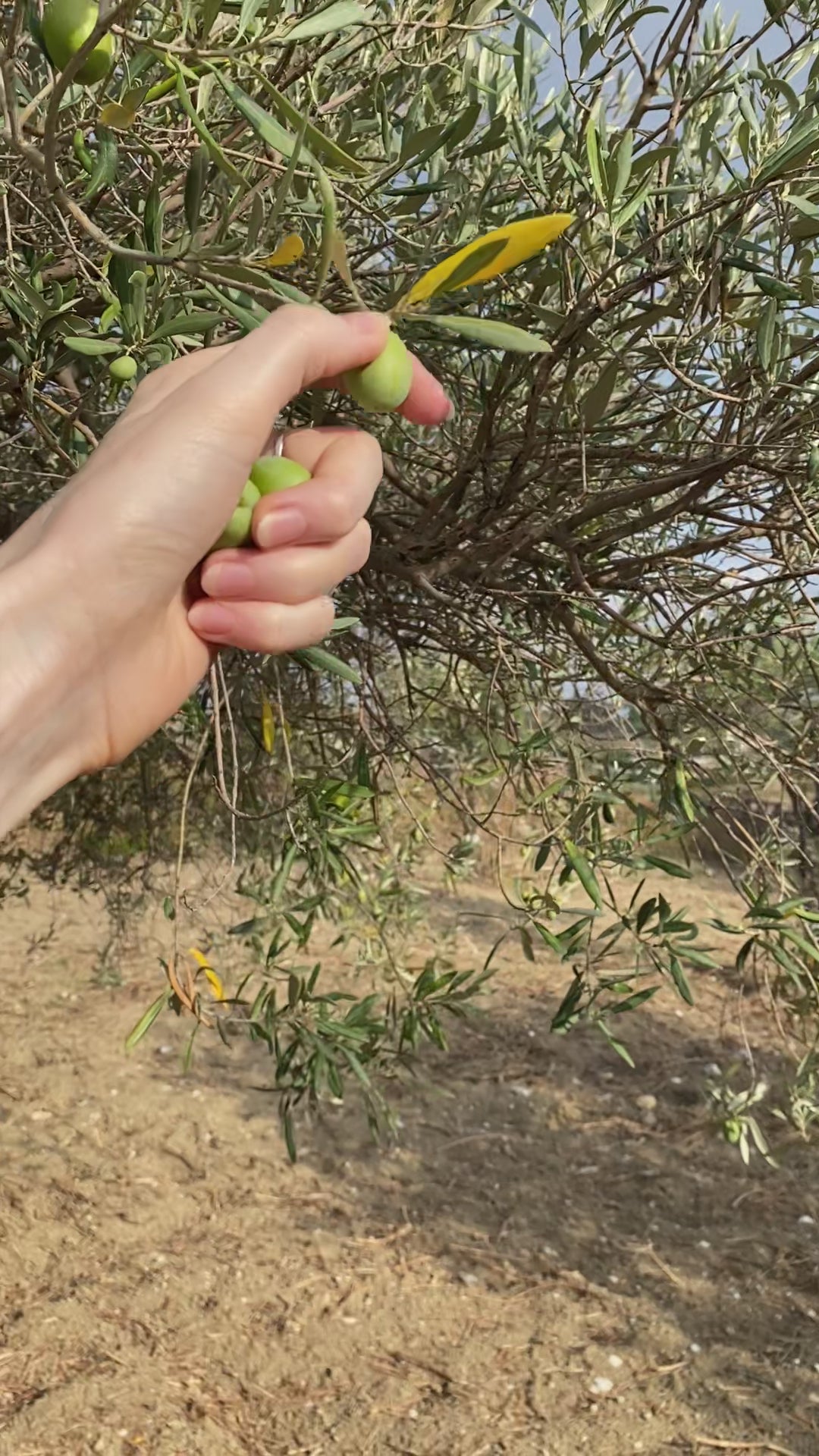 a video of hand-picking olives growing on an olive treen on oro sicani estate and showing them to the camera.