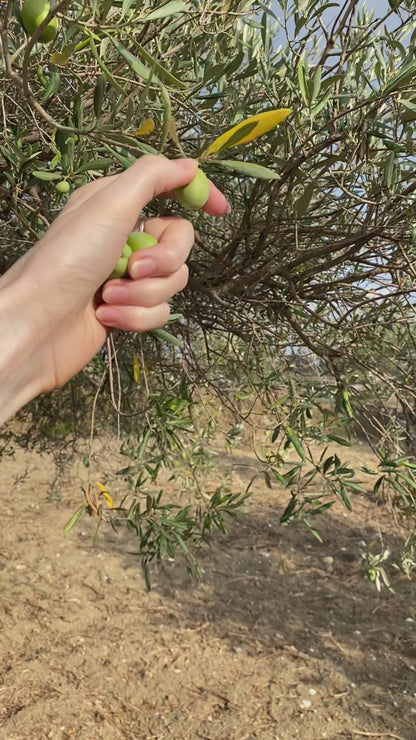 a video of hand-picking olives growing on an olive treen on oro sicani estate and showing them to the camera.