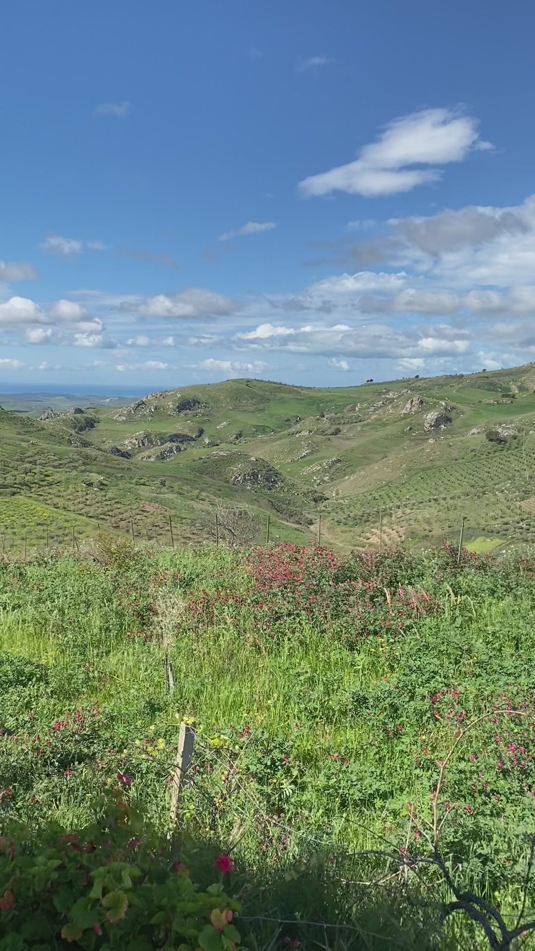 a video of oro sicani estate on a sunny, blue sky day in the sicani mountains of sicily, italy. the video pans right-to-left showing the hills with olive groves, and the mediterranean sea in the background.