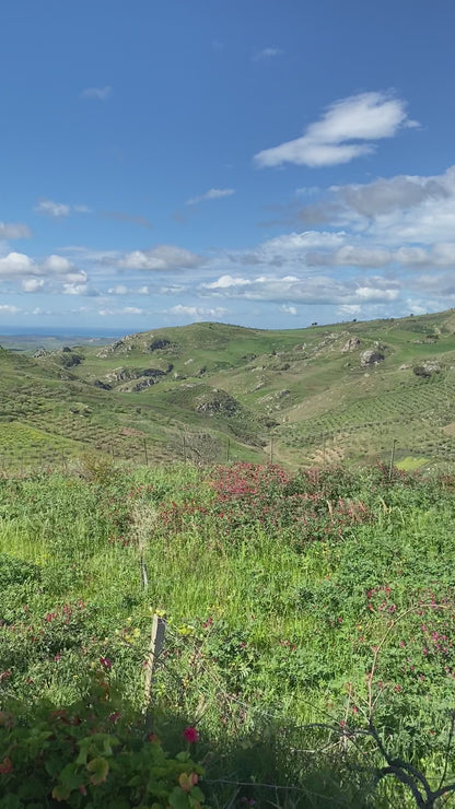a video of oro sicani estate on a sunny, blue sky day in the sicani mountains of sicily, italy. the video pans right-to-left showing the hills with olive groves, and the mediterranean sea in the background.